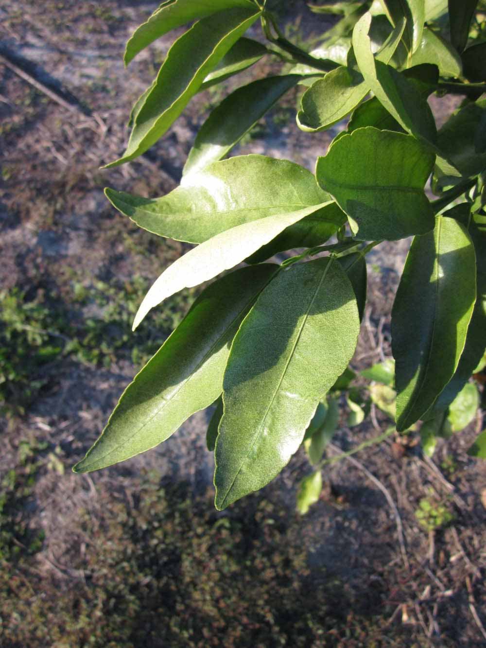            Sun leaves (Winter Haven, FL)   